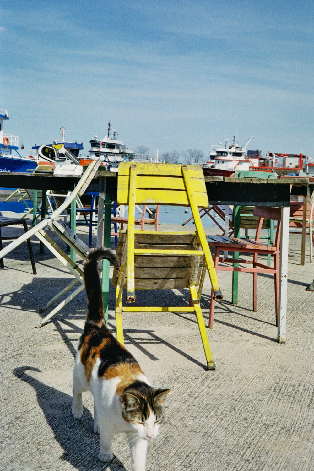 a cat walking on a beach next to a yellow chair