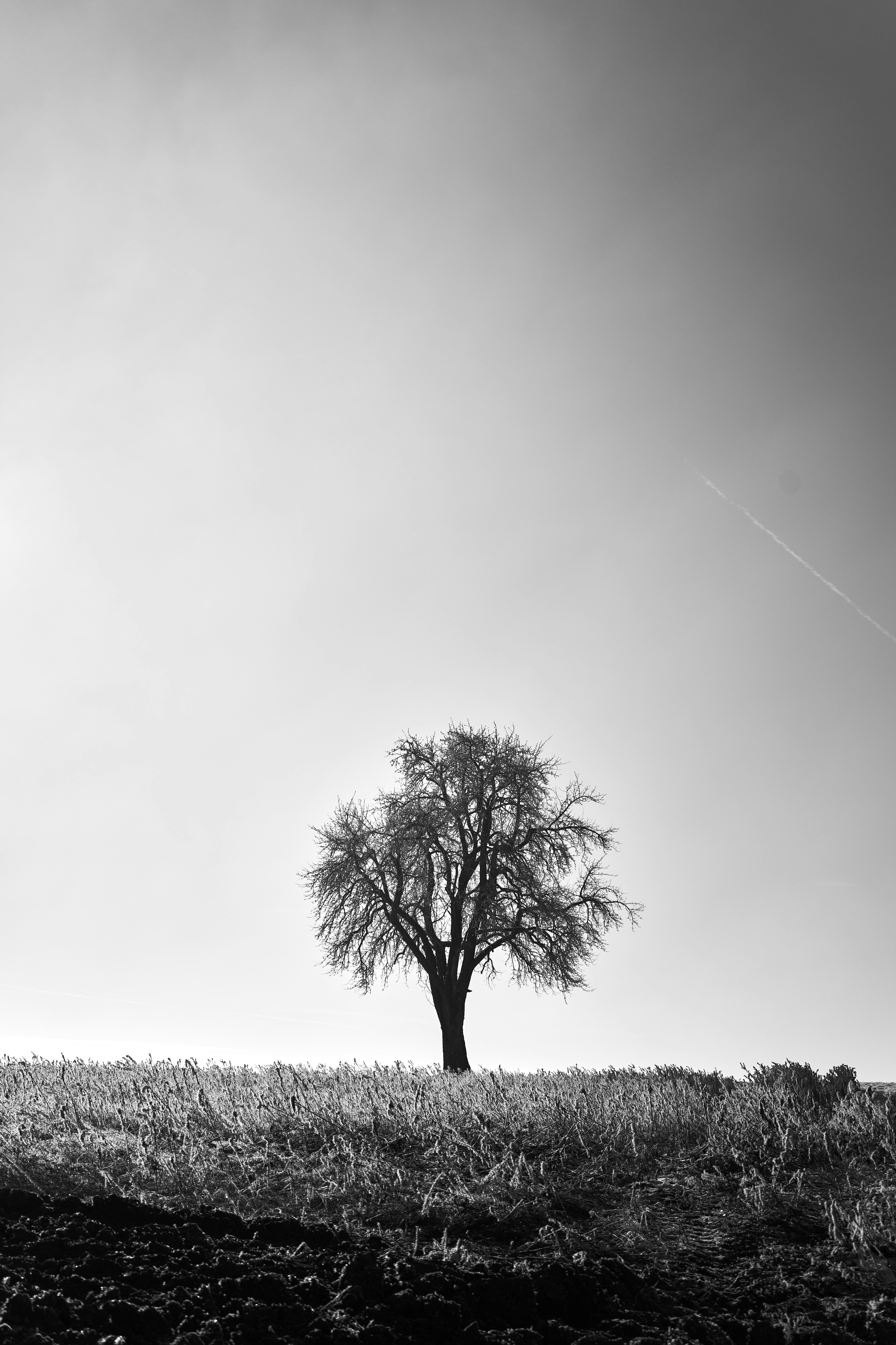 Photo by wolfgang_hasselmann