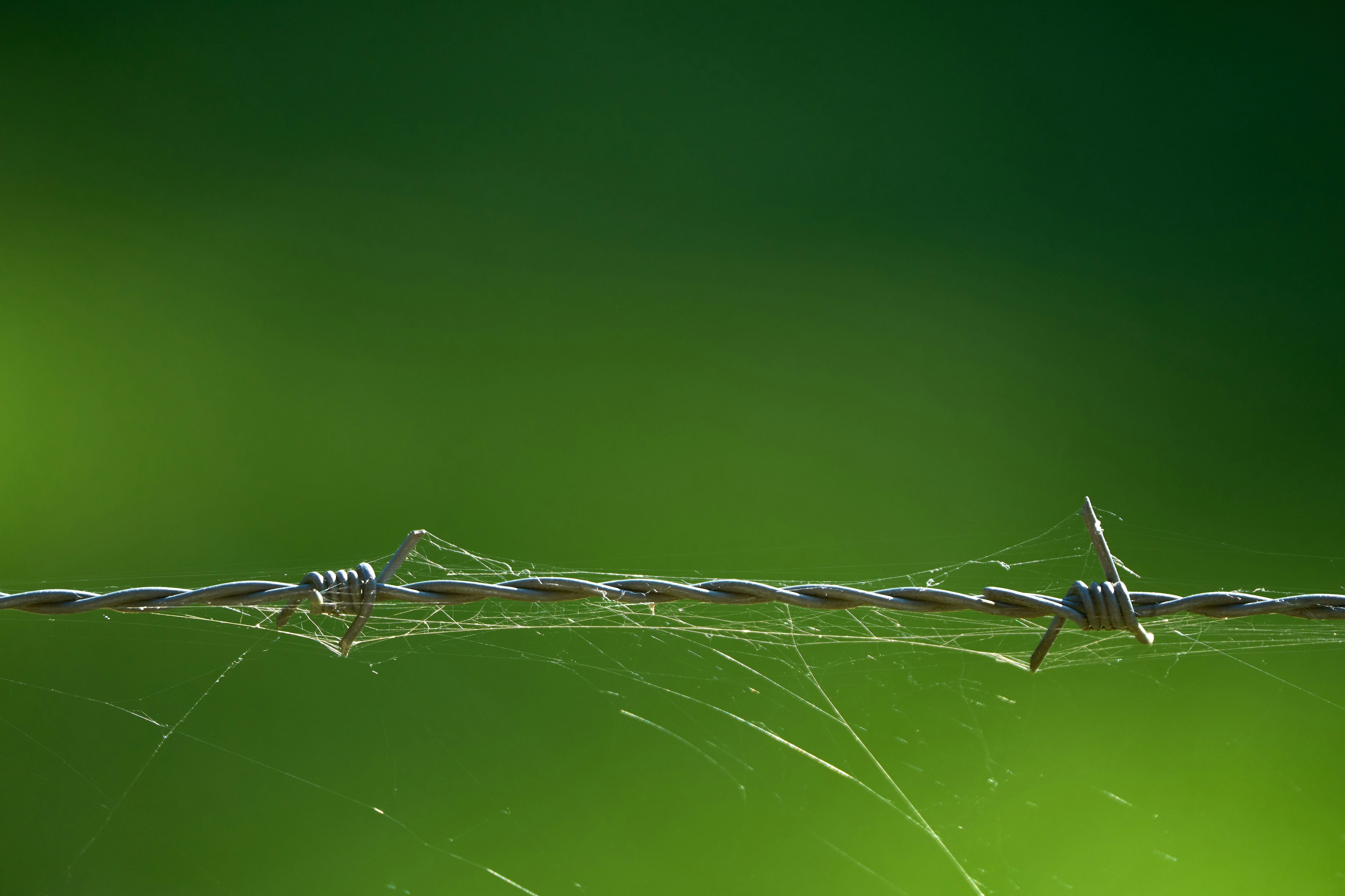 Photo by wolfgang_hasselmann