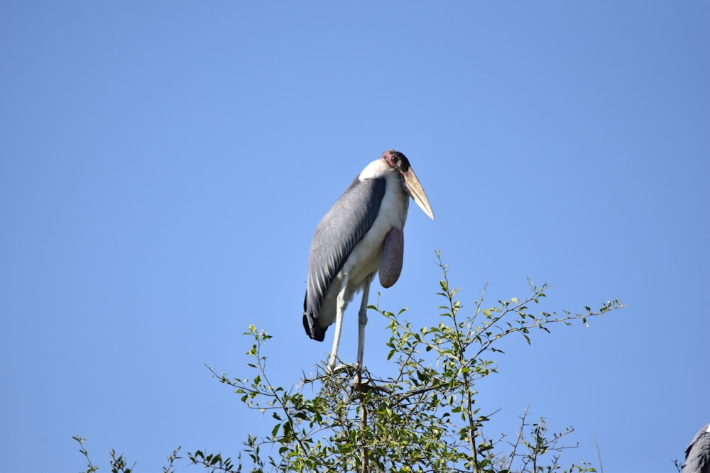a large bird perched on top of a tree