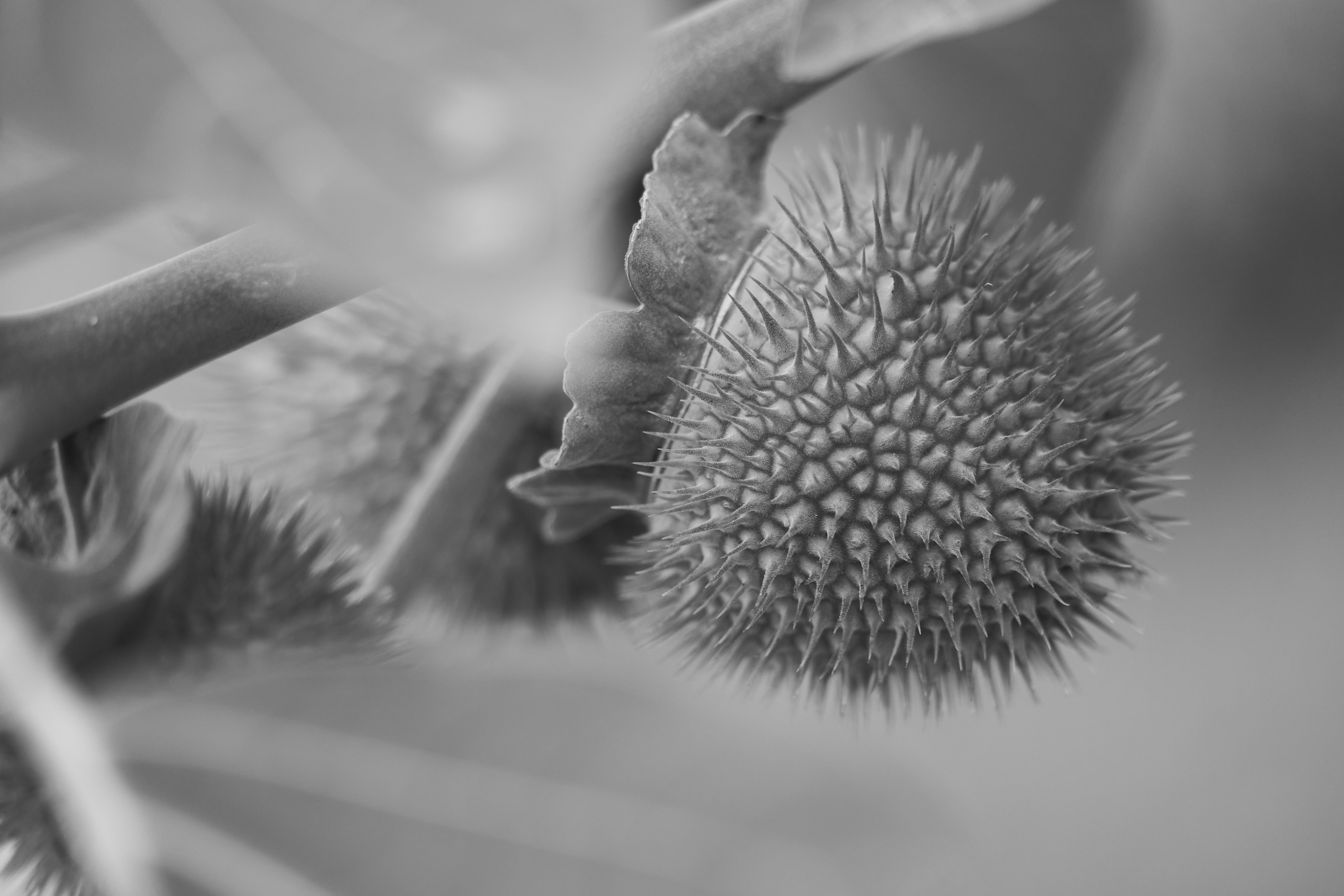 Photo by wolfgang_hasselmann