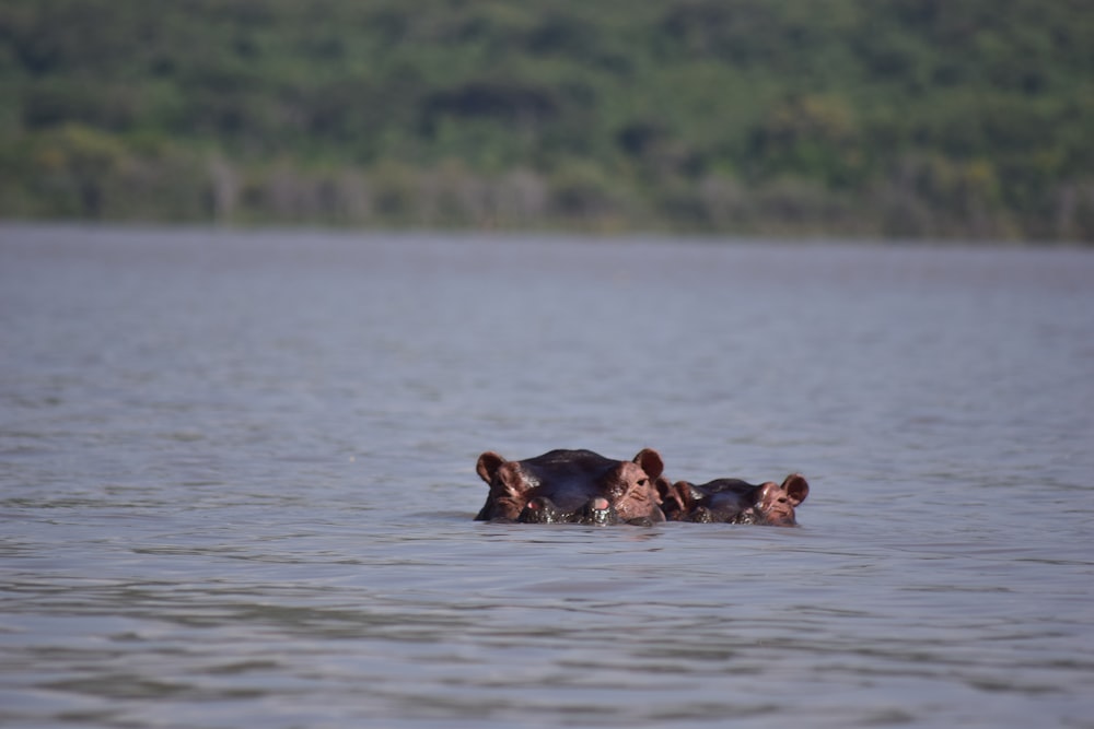 a group of hippopotamus swimming in a lake