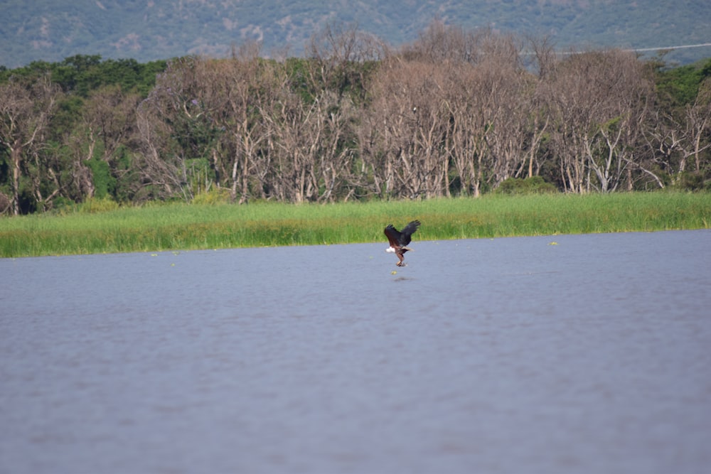 a large bird standing in the middle of a lake