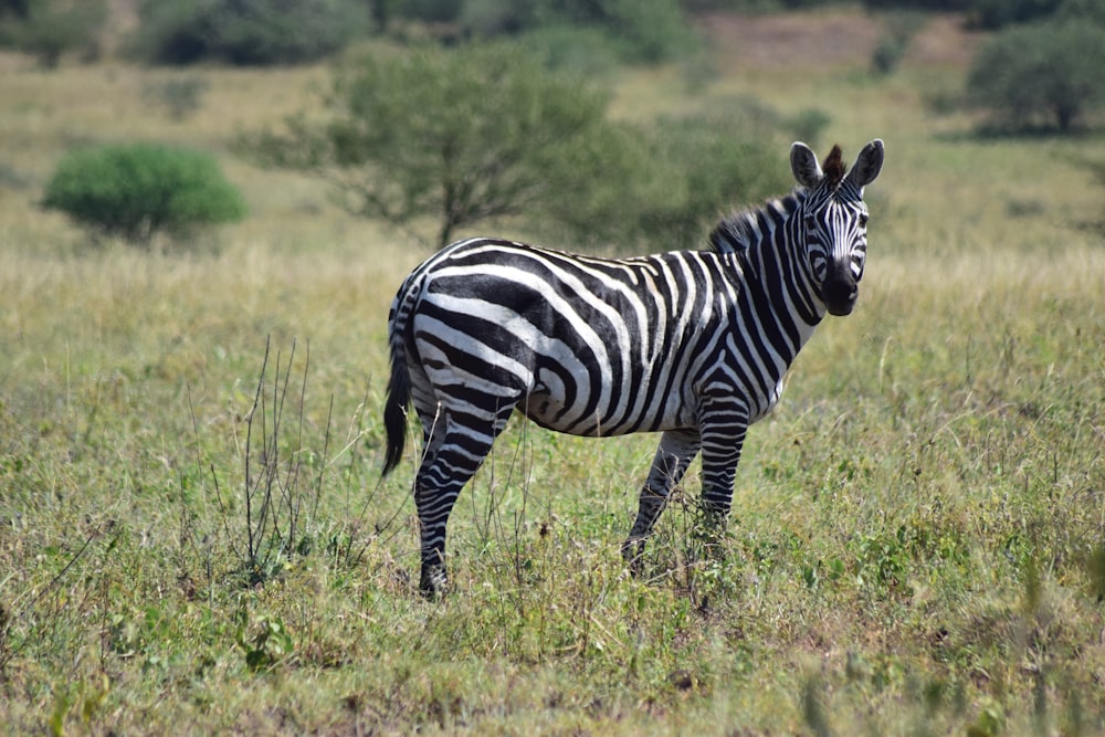 a zebra standing in a grassy field with trees in the background