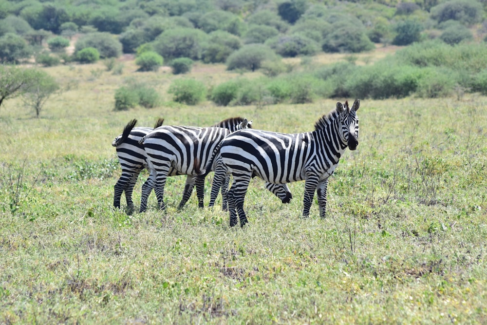 a herd of zebra standing on top of a grass covered field