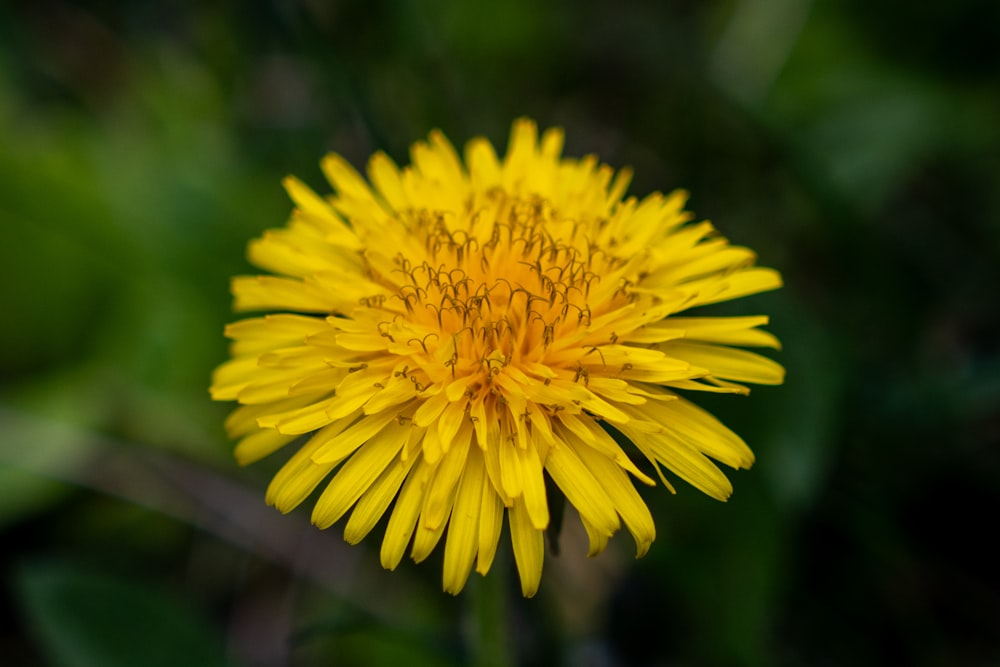 a close up of a yellow flower with green leaves in the background