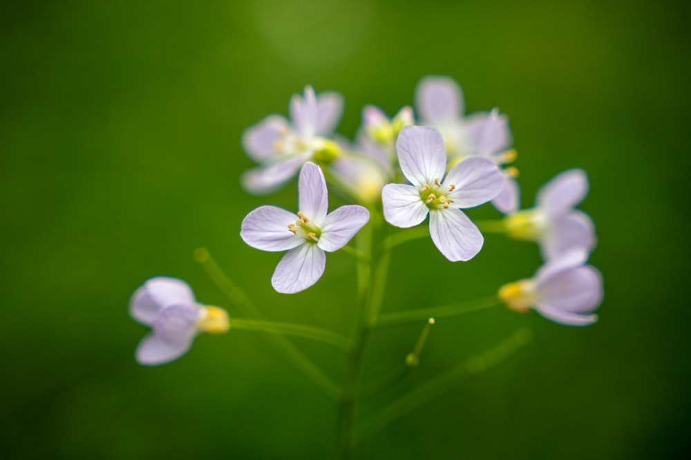 a group of white flowers sitting on top of a green field