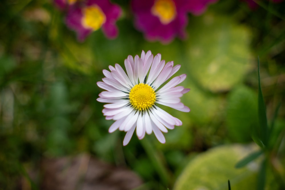 a close up of a flower with other flowers in the background