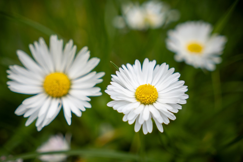 three white daisies with yellow centers in a field