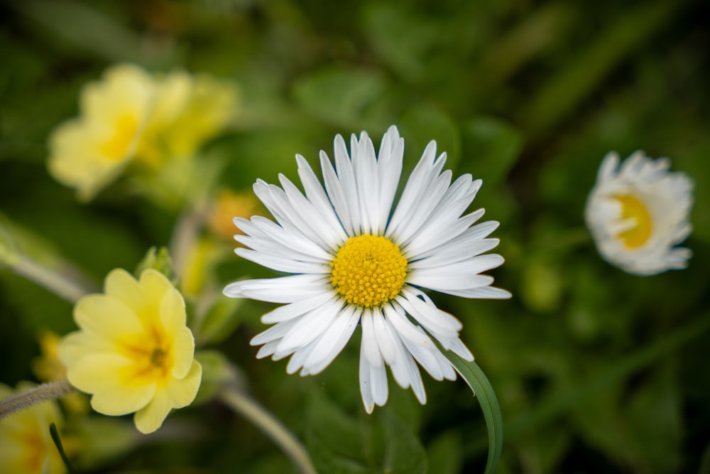 a close up of a white and yellow flower