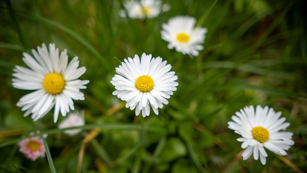 a group of daisies in a field of grass