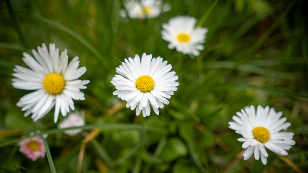 eine Gruppe von Gänseblümchen in einem Grasfeld