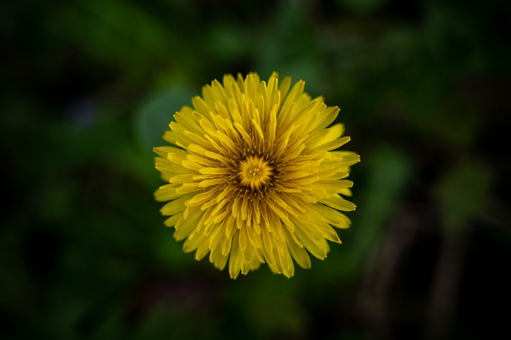 a yellow flower with a green background
