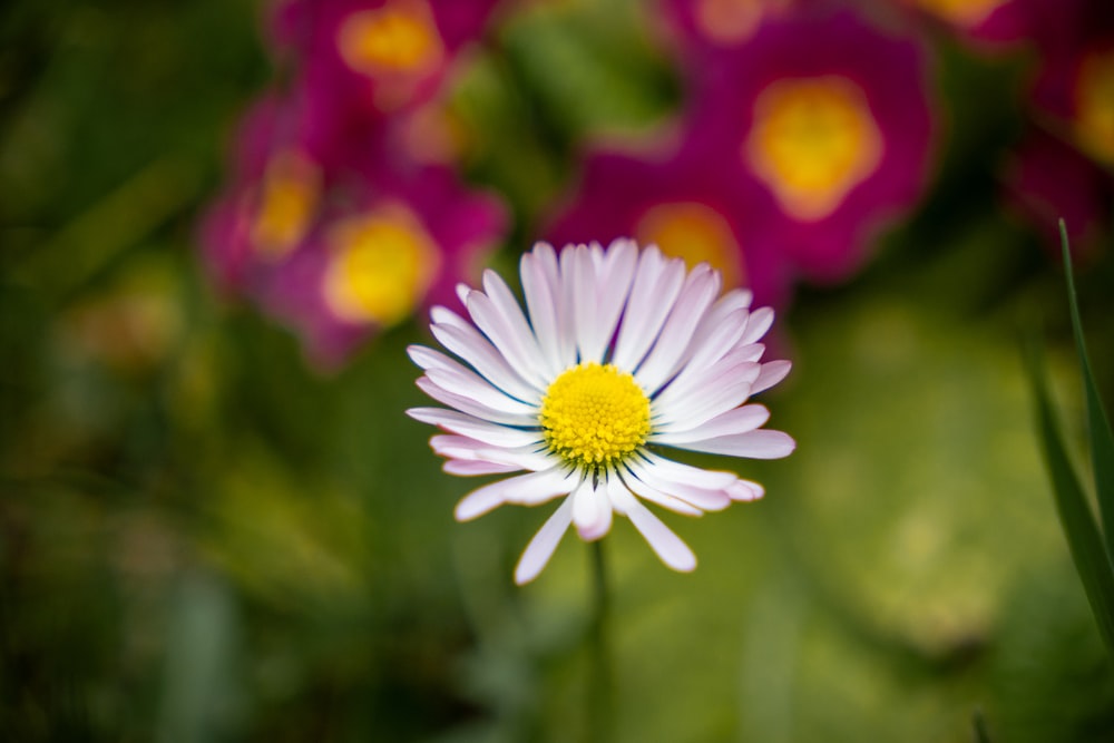 a close up of a white and yellow flower