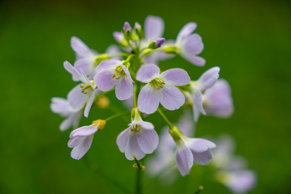 a close up of a flower on a green background