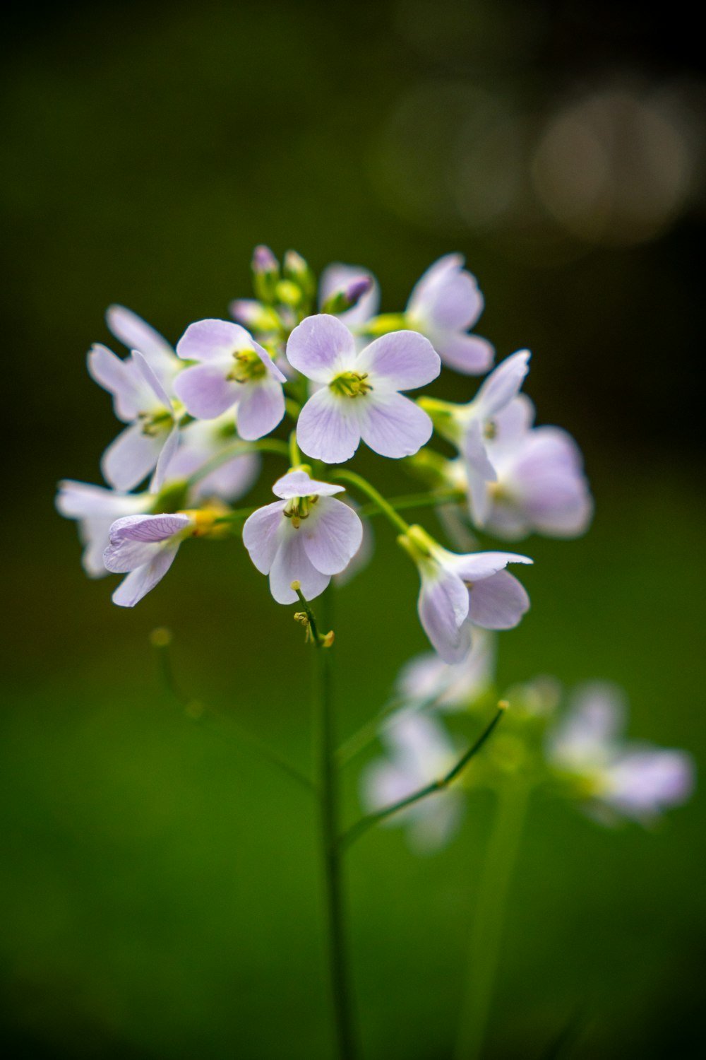 ein Blumenstrauß, der im Gras liegt