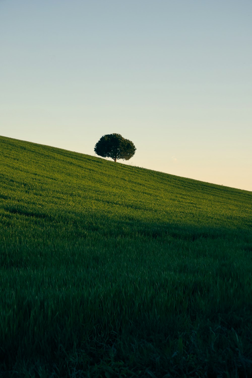 a lone tree sitting on top of a lush green hillside