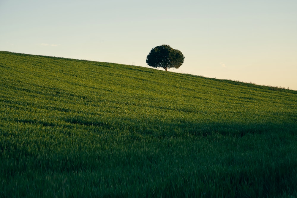 a lone tree sitting on top of a lush green hillside