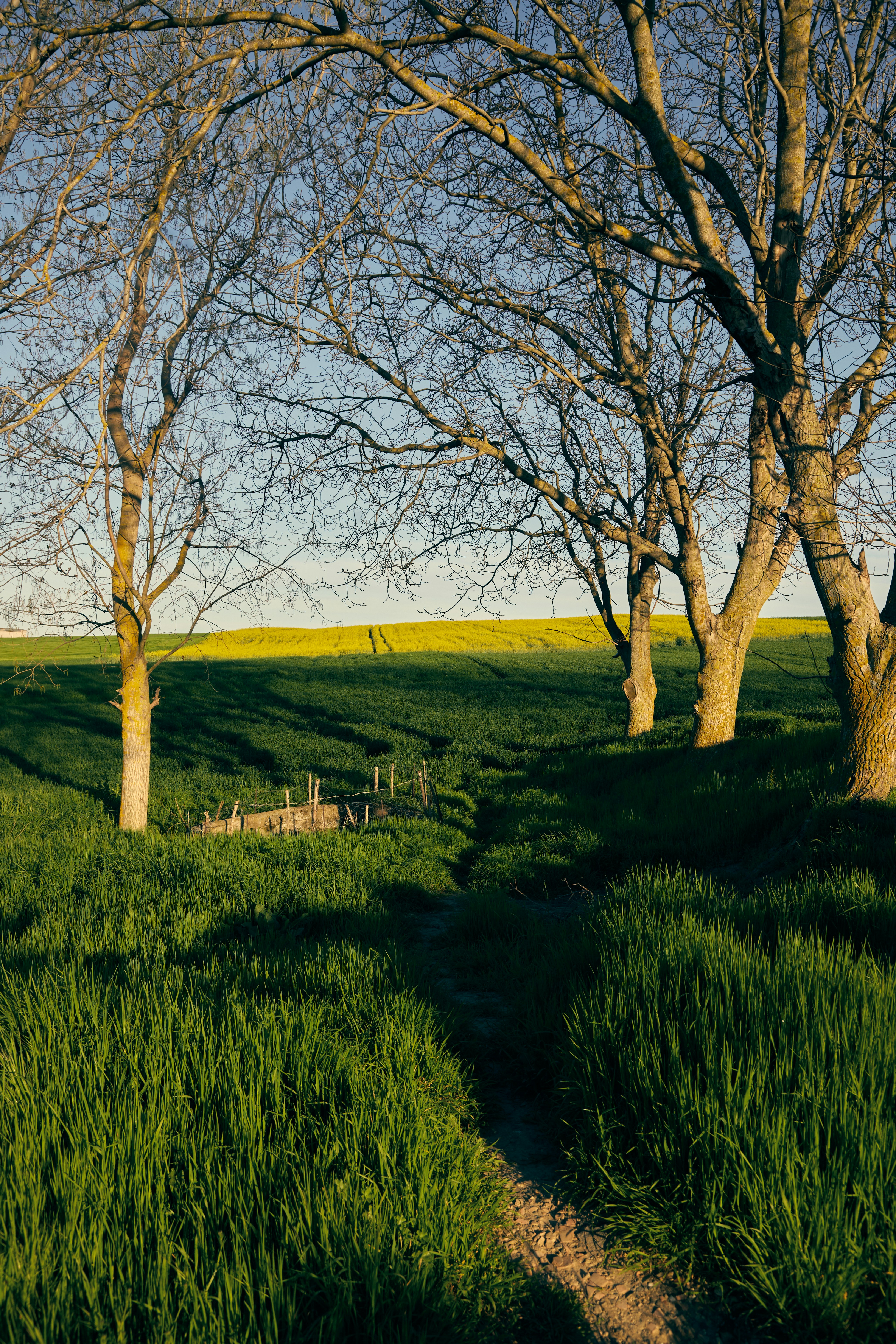 A grassy field with trees and a dirt path photo – Free Green Image on ...