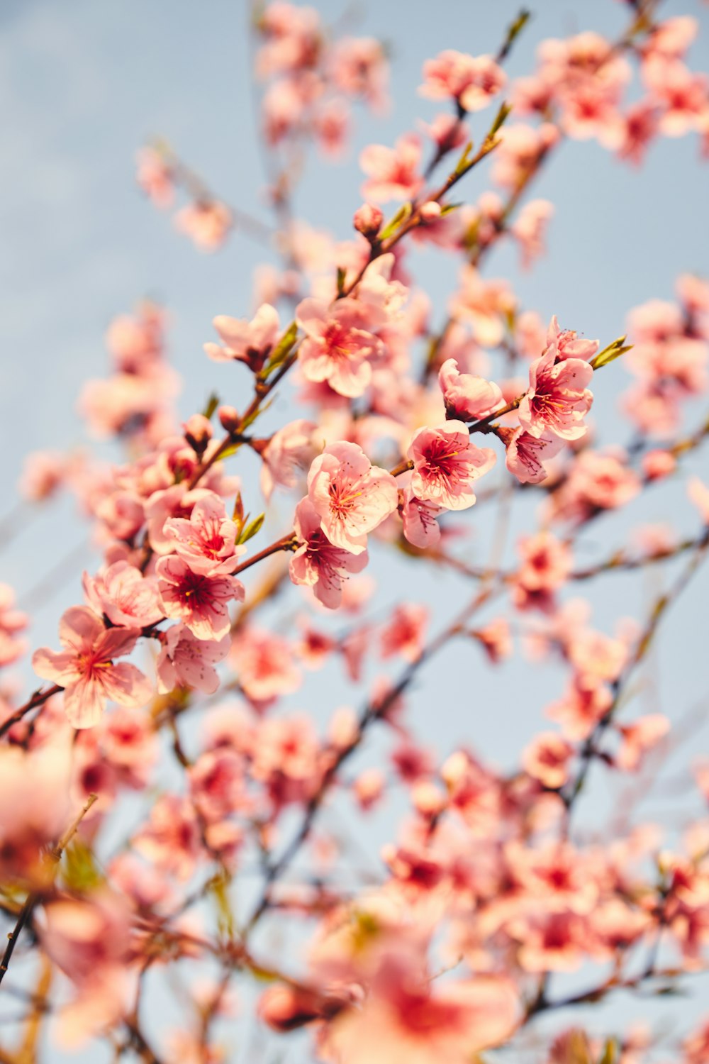 a branch with pink flowers against a blue sky