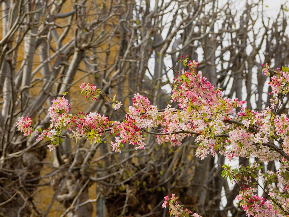 a tree with pink flowers in front of a building