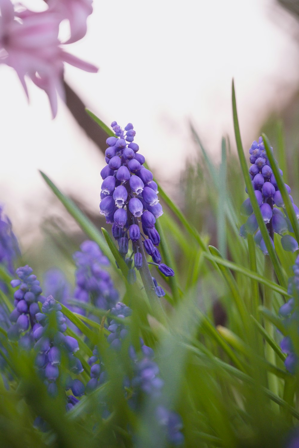 a bunch of flowers that are in the grass