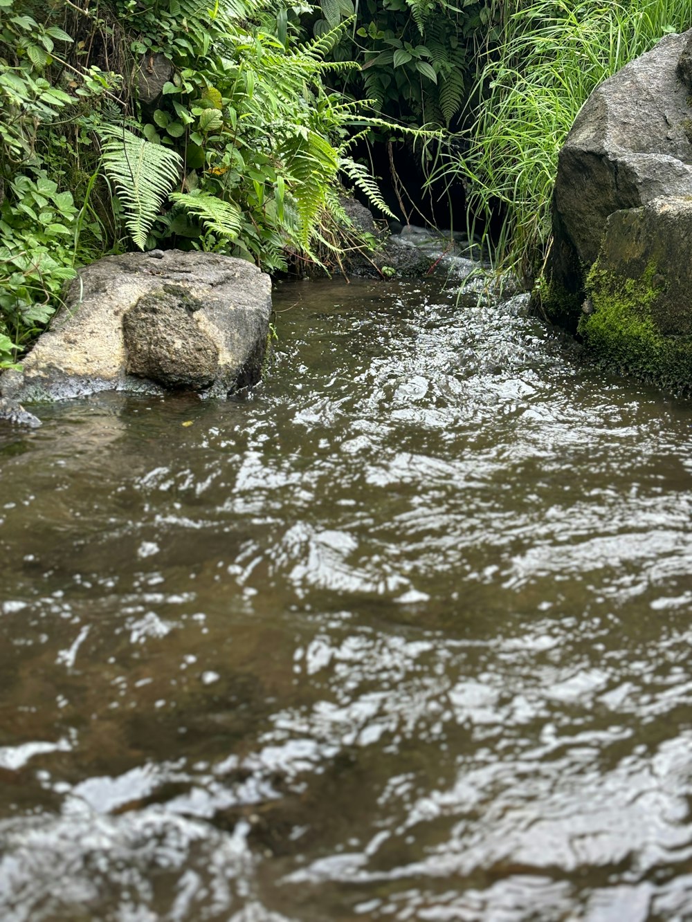 ein Bach, der durch einen saftig grünen Wald fließt