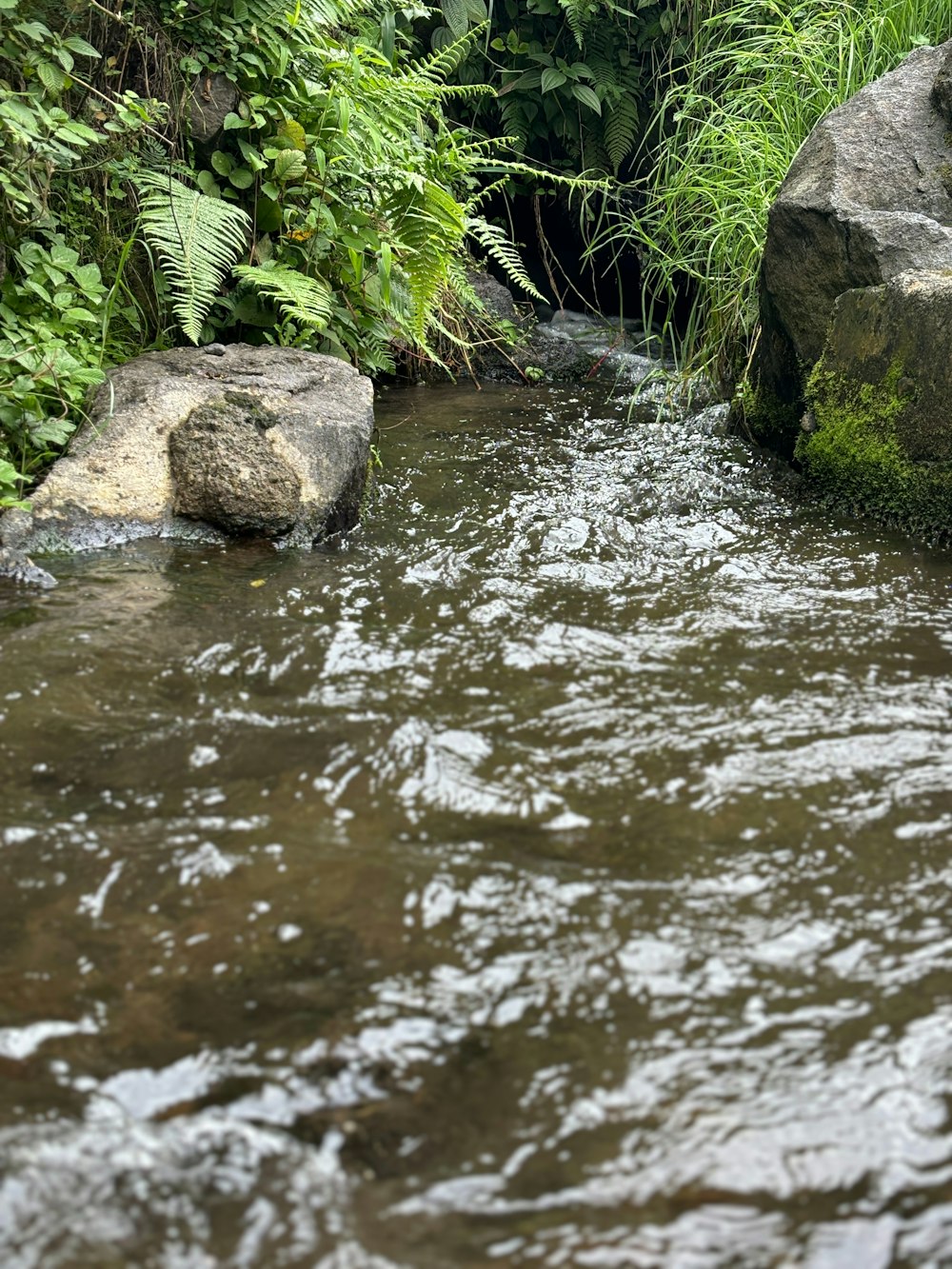 a stream running through a lush green forest