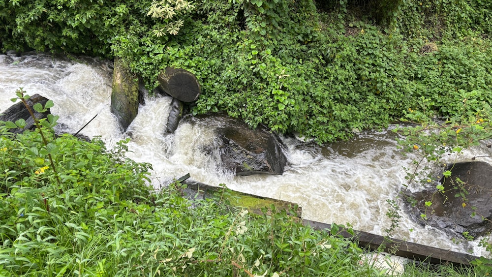 un ruisseau qui coule à travers une forêt verdoyante