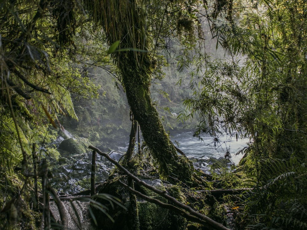 un río que corre a través de un frondoso bosque verde