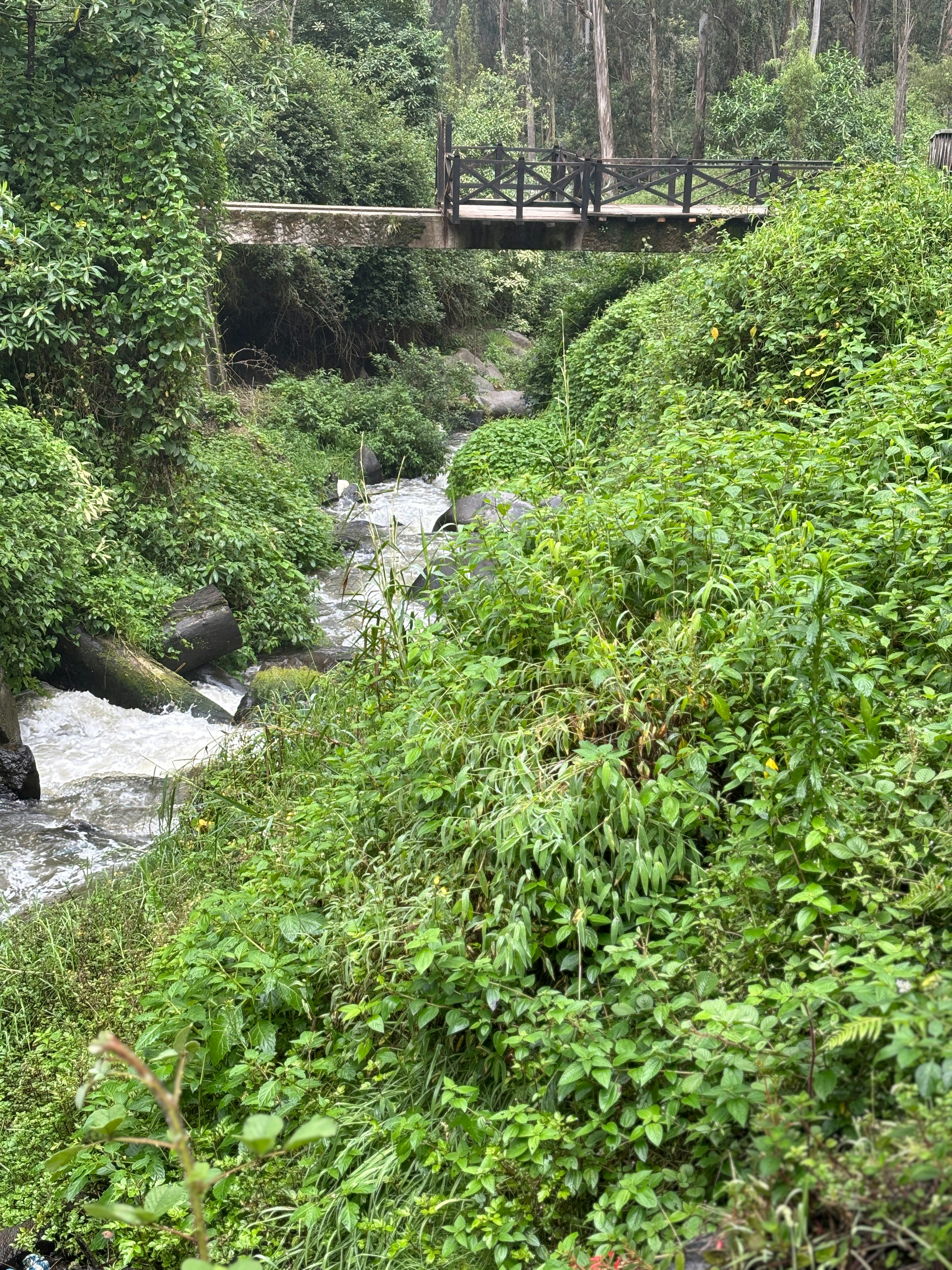 ein Fluss, der durch einen üppig grünen Wald fließt