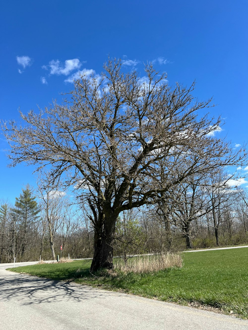 a large tree on the side of a road