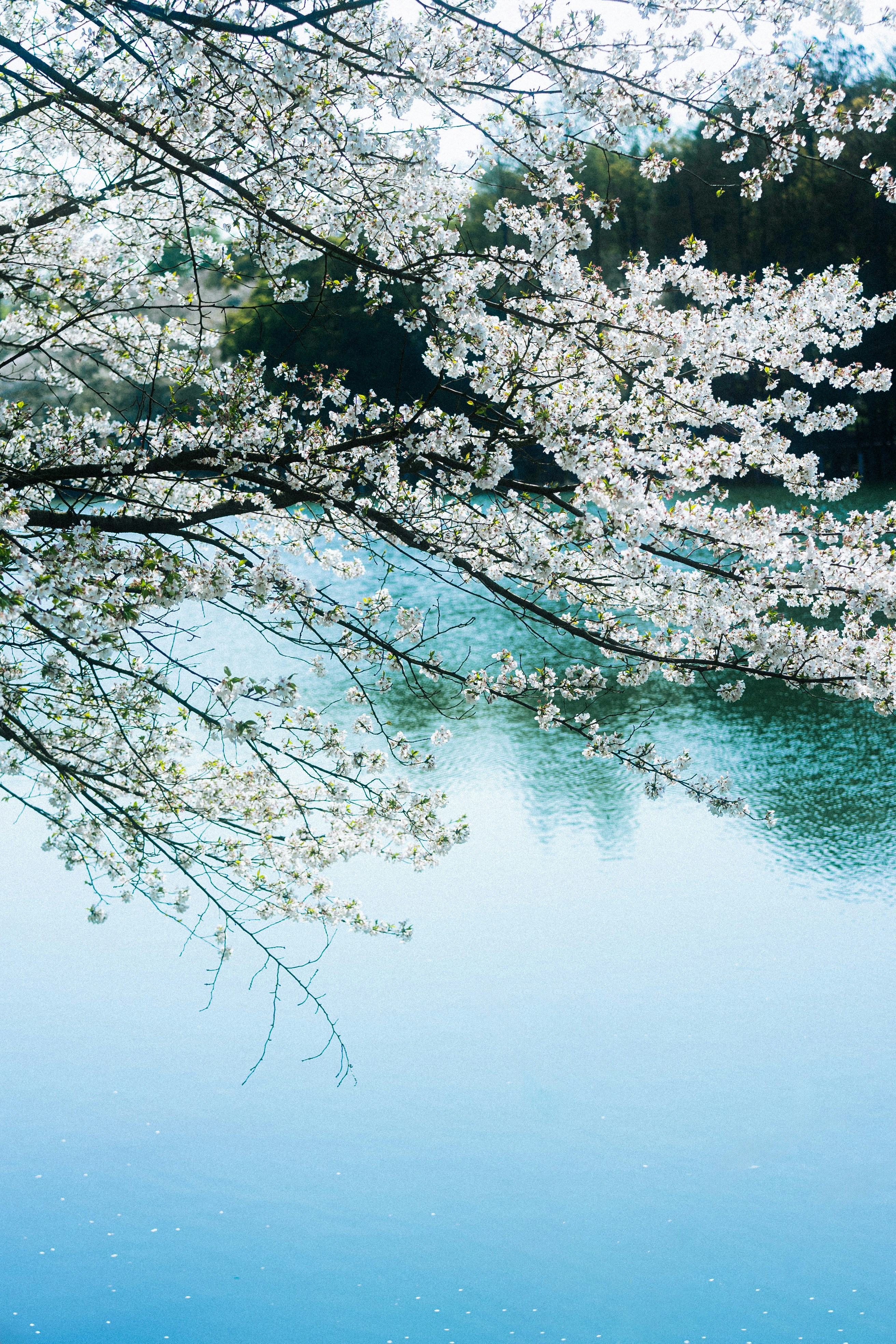 Photo by xiexianghua