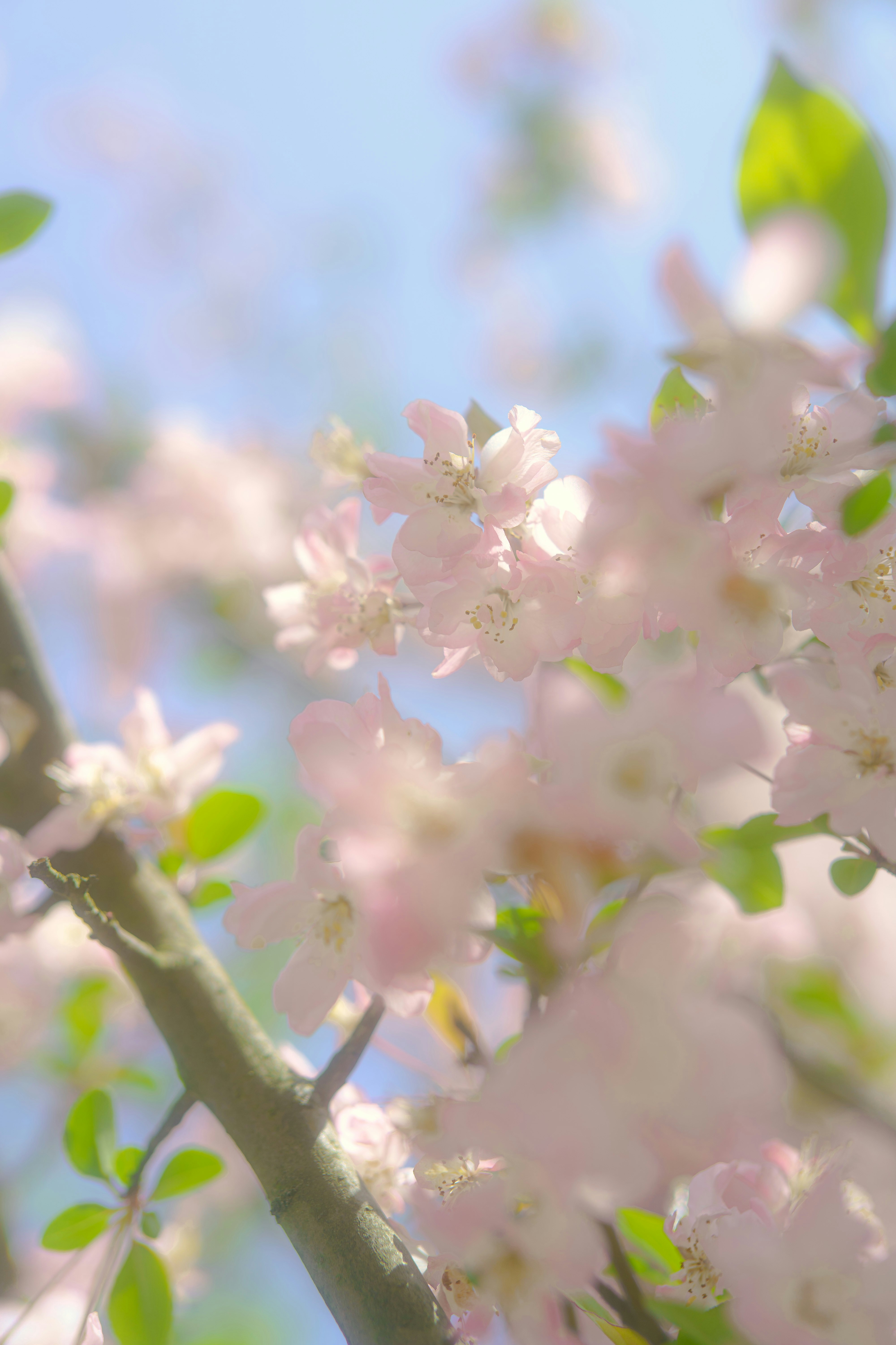 Photo by xiexianghua