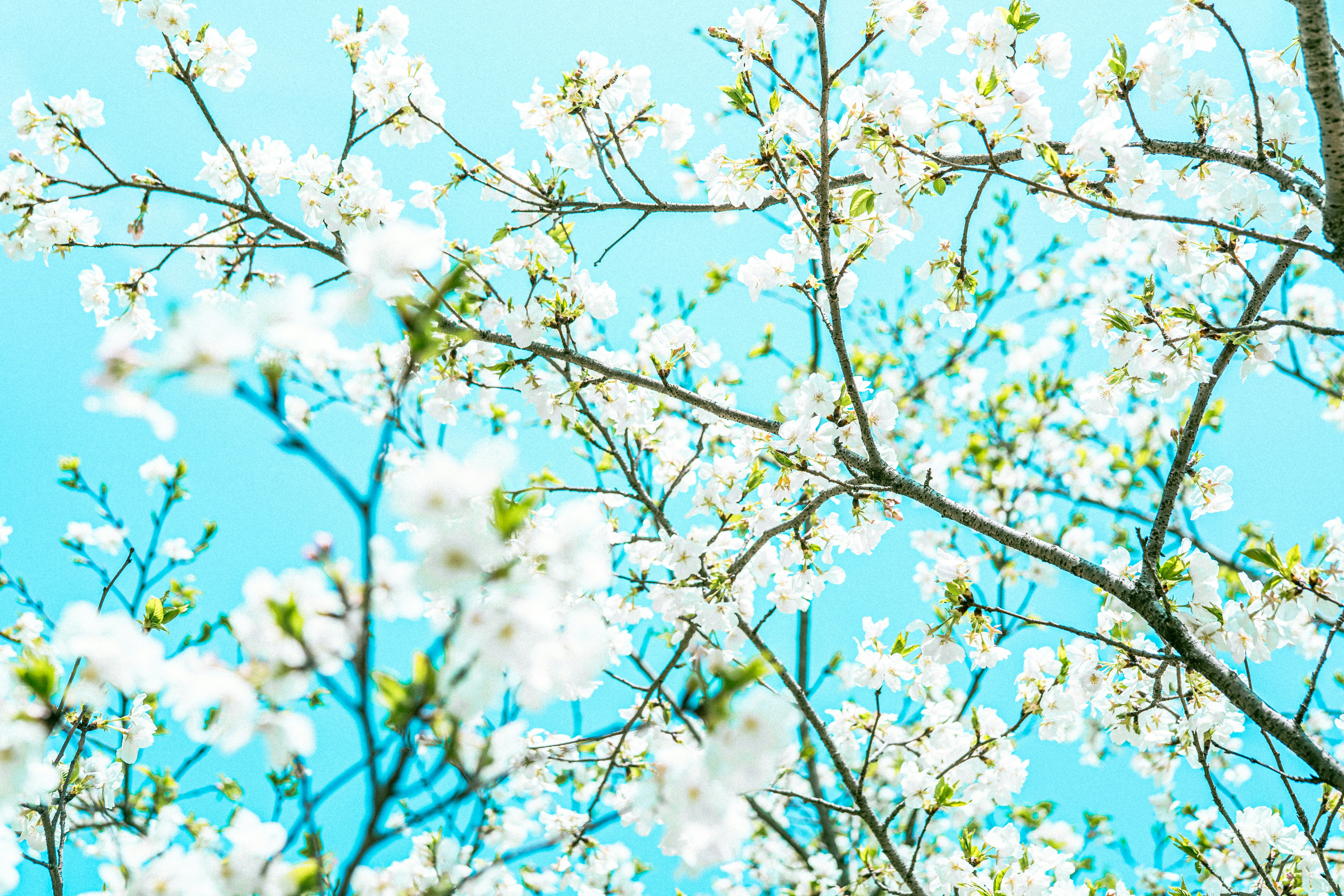 Photo by xiexianghua