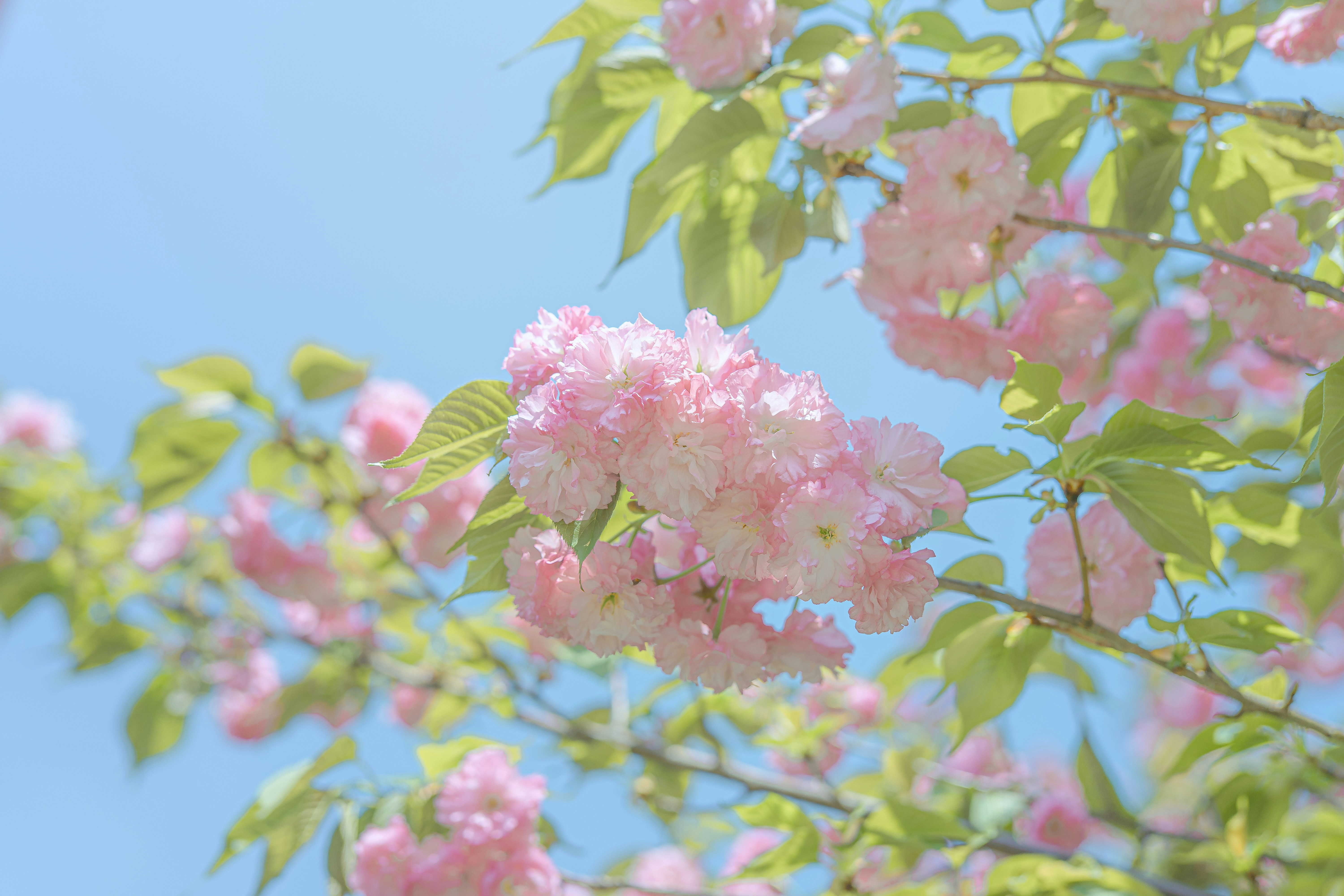 Photo by xiexianghua