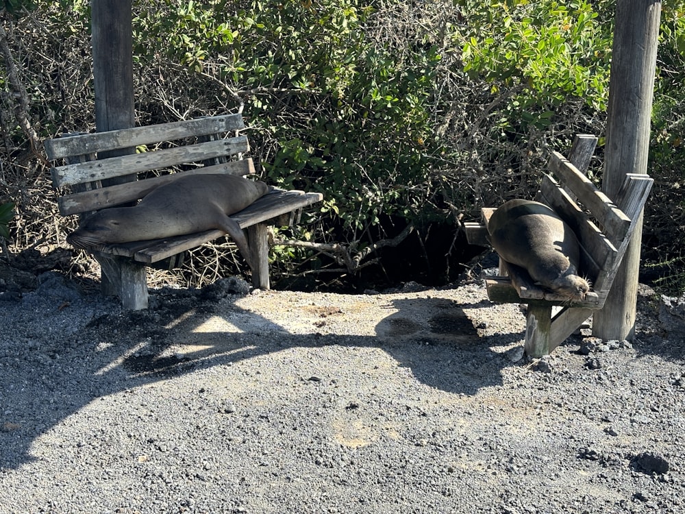 a wooden bench sitting on top of a dirt field