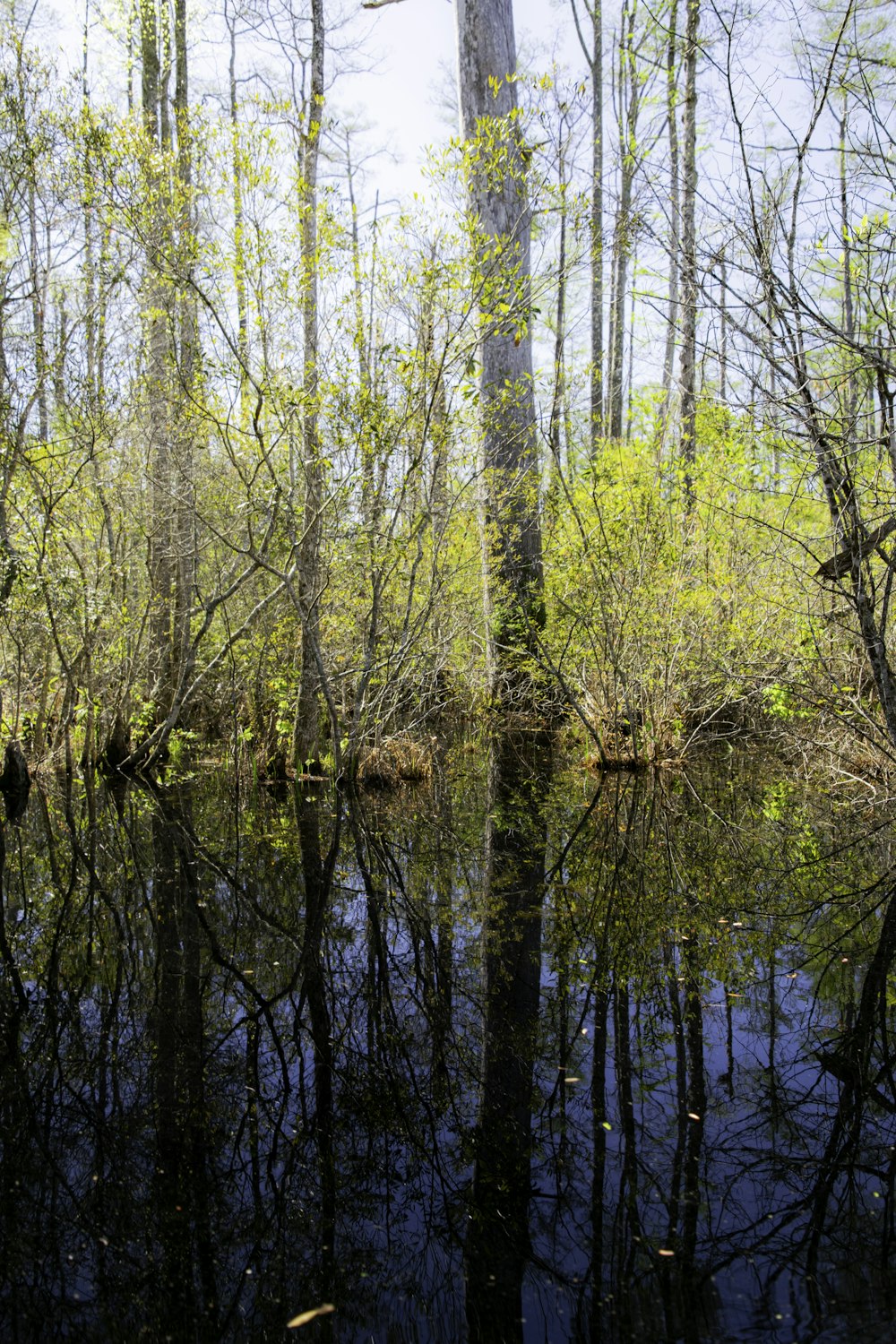 a body of water surrounded by trees in a forest