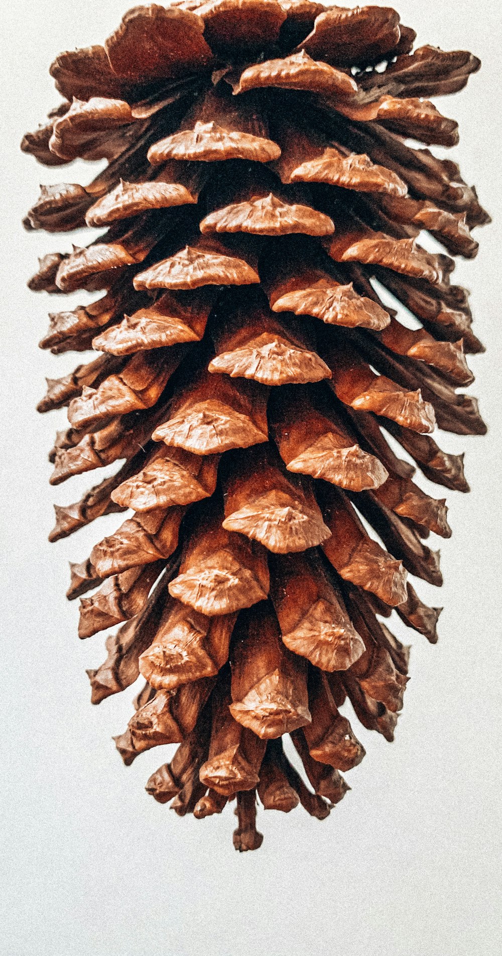 a close up of a pine cone hanging from a tree