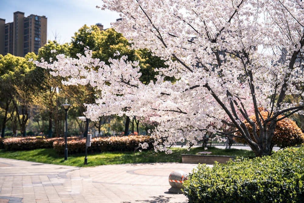 un albero con fiori bianchi in un parco