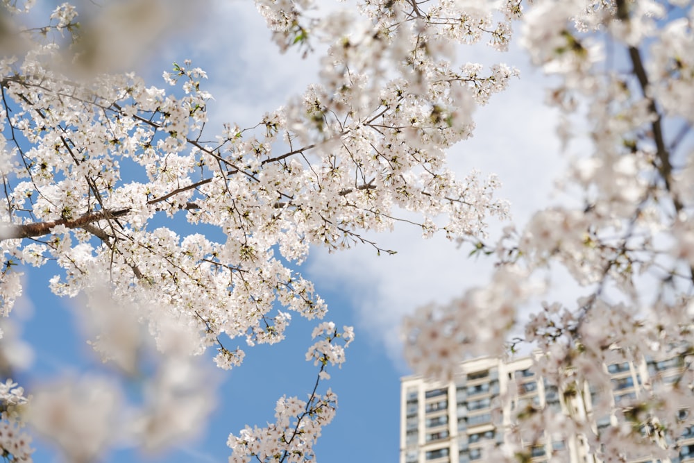 uma árvore com flores brancas em frente a um edifício alto