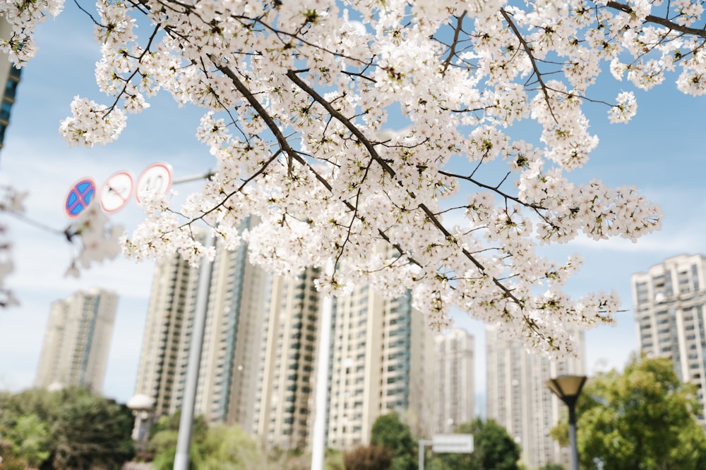 un arbre avec des fleurs blanches devant de grands immeubles