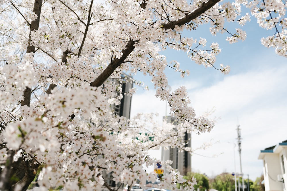 Une voiture roule dans une rue bordée d’arbres en fleurs