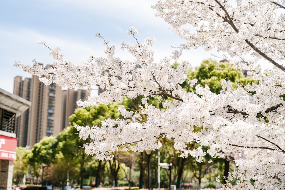 a tree with white flowers in a city park