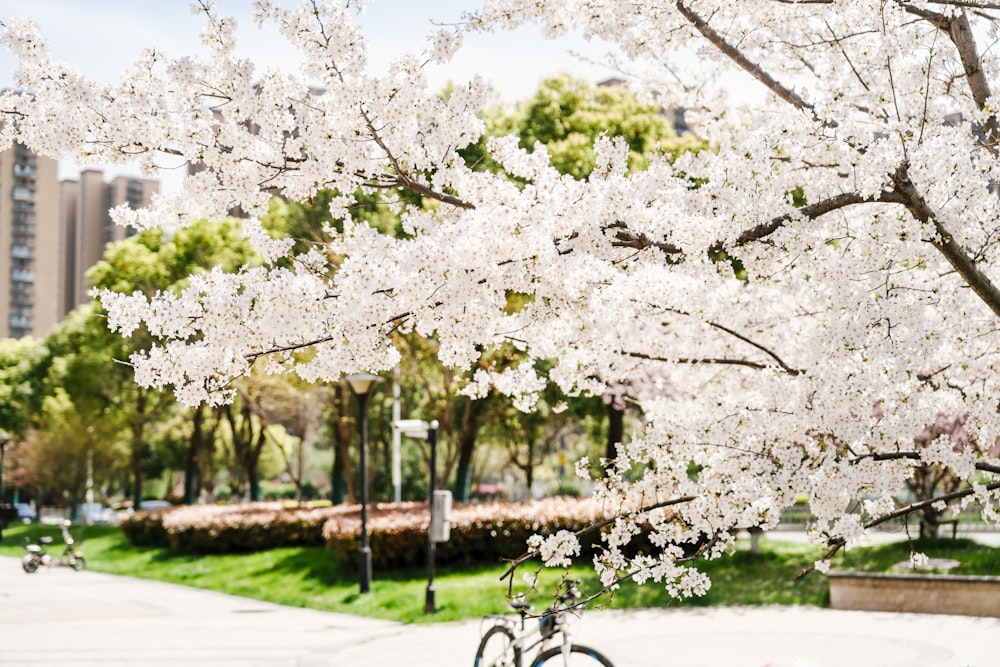 uma bicicleta estacionada ao lado de uma árvore com flores brancas