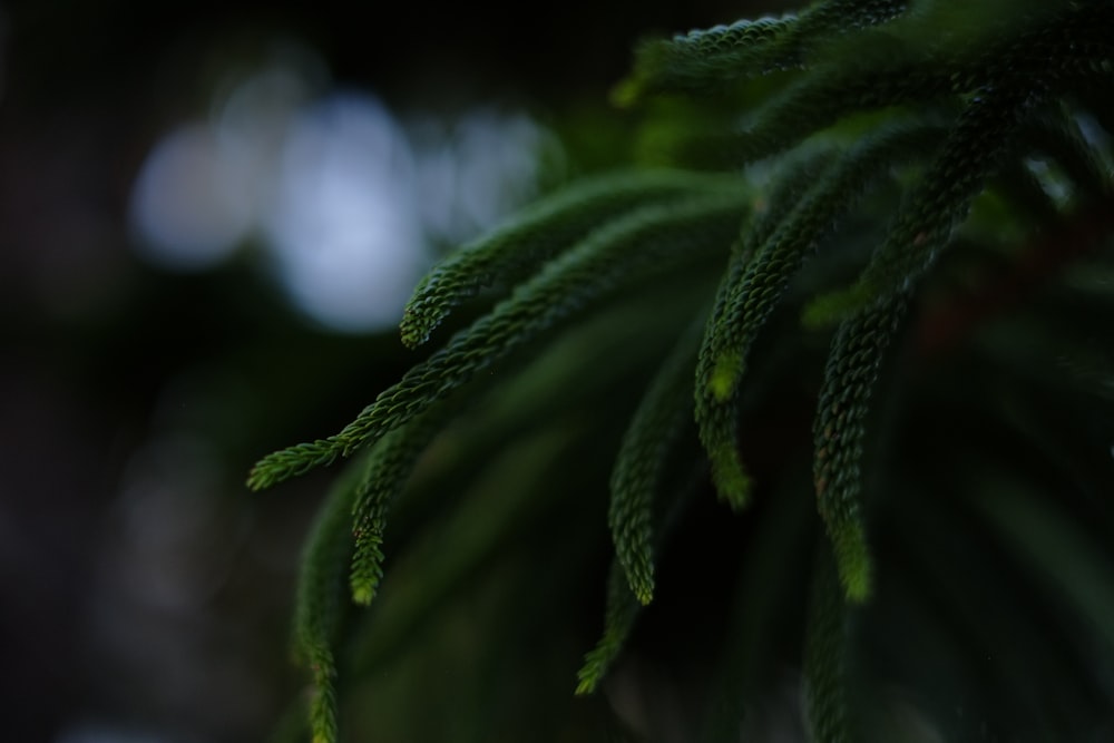 a close up of a green plant with lots of leaves