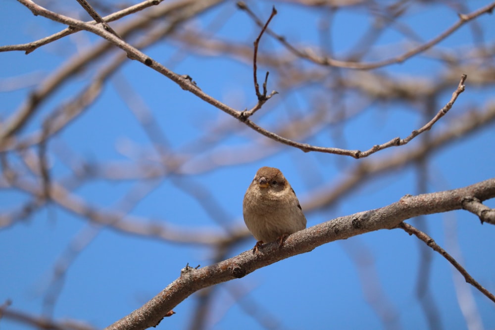 a small bird sitting on a branch of a tree