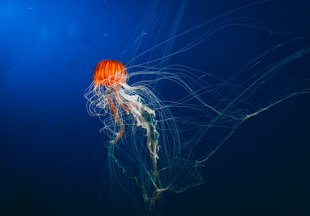 a jellyfish swimming in the blue water