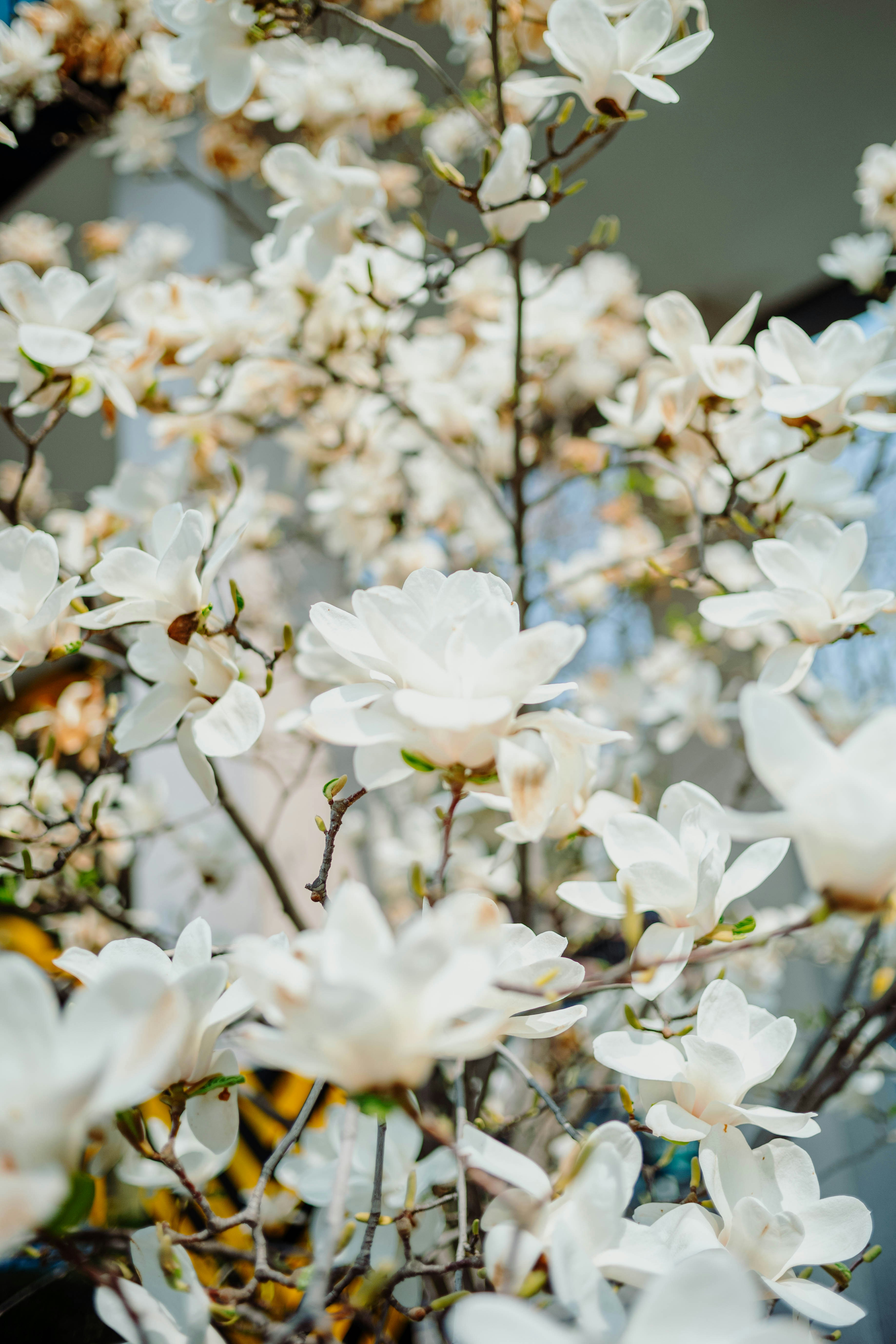 Photo by tommaomaoer