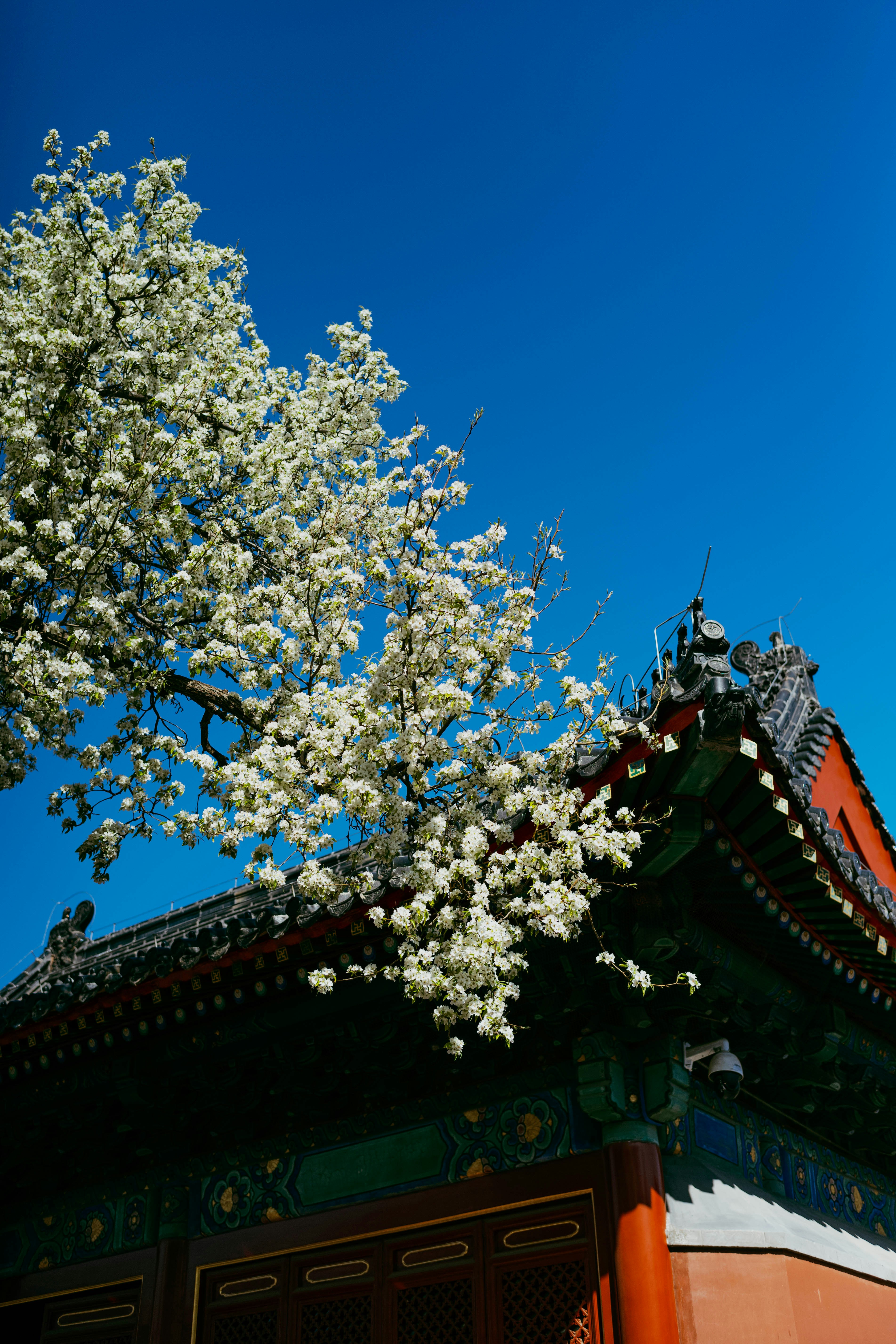 Photo by tommaomaoer